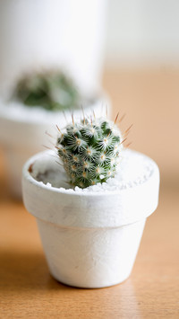 How to raise potted cactus 81