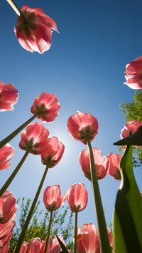 A god seye view of the sea of flowers