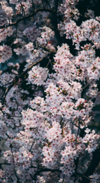 Travel JPN (18)