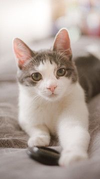 Cats strange behavior 25