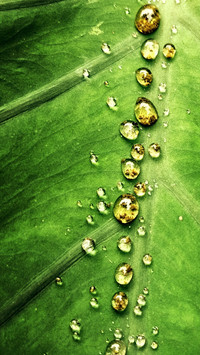 Golden Dew