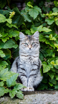 Tabby Cat Sitting in The Bush