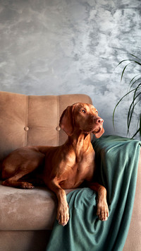 A Hungarian Vizsla dog lounges on a couch