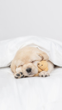 如何促进狗狗良好睡眠