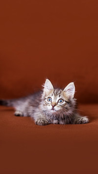 Cute striped kitten