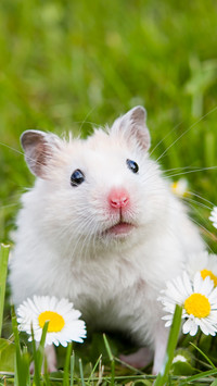 White hamster