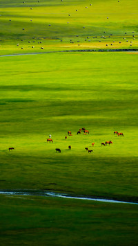 A thousand miles of green fields in the scroll 2