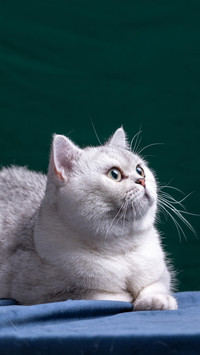 宋朝的铁杆“猫奴”