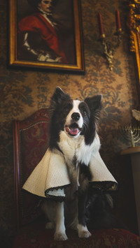 Dog Cold Knowledge 4