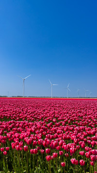Brilliant flower fields