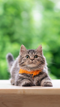 A Cute Persian Kitten Sitting And Looking Up