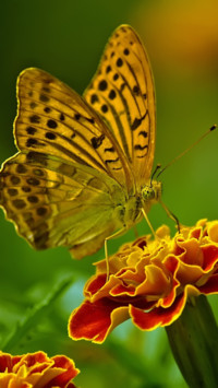Butterfly (4)