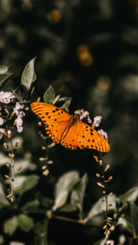 Butterfly (9)