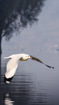 Bird Wallpaper