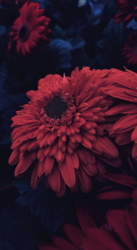 Macro Photography (3)