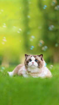 Cats vomiting like this should be taken seriously