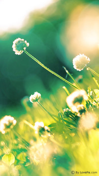 LovePik_Plant (5)