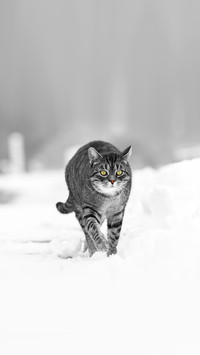 Striped cat walking down the snowy street in winter
