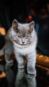 Cold knowledge in cats 51