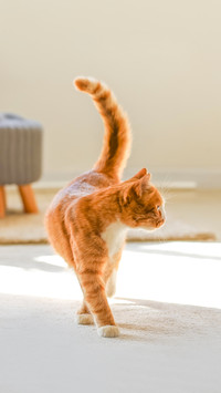 Cute red cat in living room
