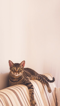 Lazy tiger cat