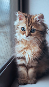 窗台上的猫咪