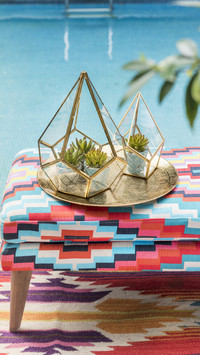 Suitable for the balcony planting meaty plant 6