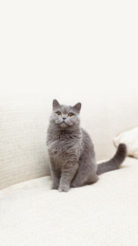 Pretty Blue British Cat with Yellow Eyes