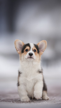 Cute Corgi Dog Sitting on The Ground