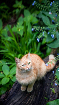 Red Cat Sitting on a Fallen Tree among Green Foliage