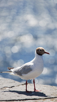 Standing seagull-03