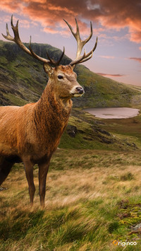 deer