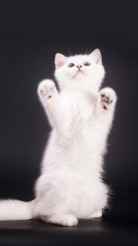 Being active is the nature of kittens