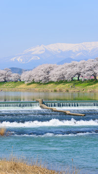 cherry blossom