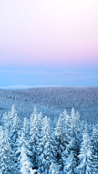 冬日雪松