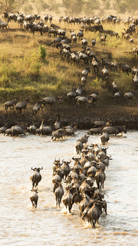 The shocking scene of the great migration of hornets