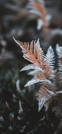 节气：立冬