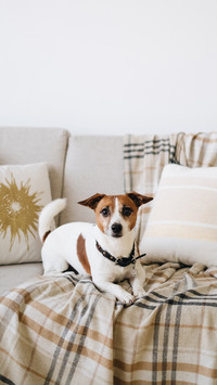 Dog laying on sofa with blanket beige color
