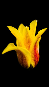 Amoled HD 