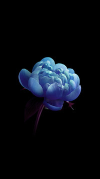 一花一世界