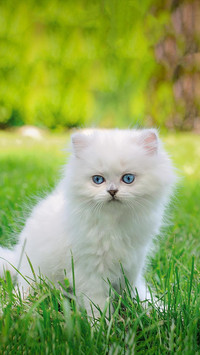 Pet cat6