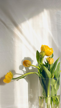 Bouquet of yellow tulips in vase on white background