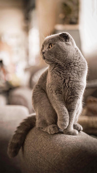 猫咪叠叠乐-拍信图库