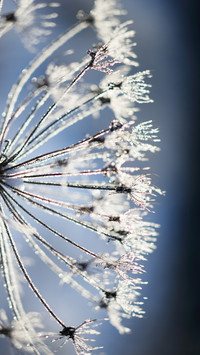 Winter plants
