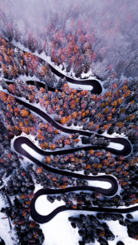 Bird's eye View (11)