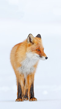 Cold winter with orange fur fox. Red fox in white snow