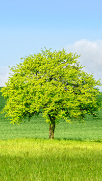 Green grass and blue sky