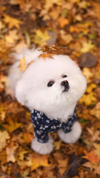 “棉花糖”比熊犬