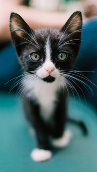 怎样阻止猫欠欠的爪子