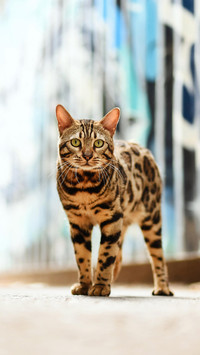 古埃及人是猫奴鼻祖